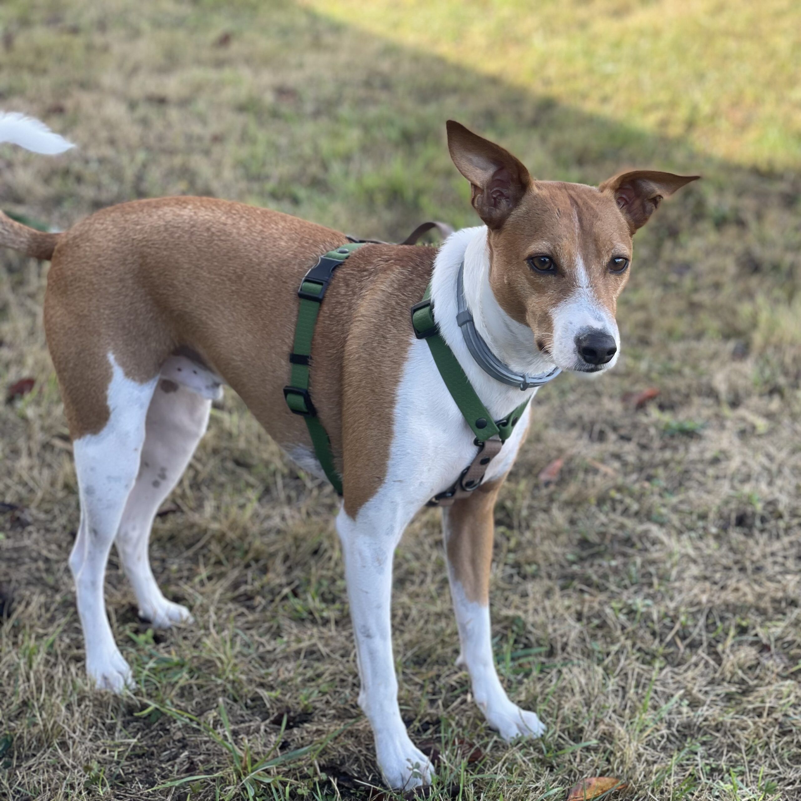 Arnés de PVC - Imagen 7