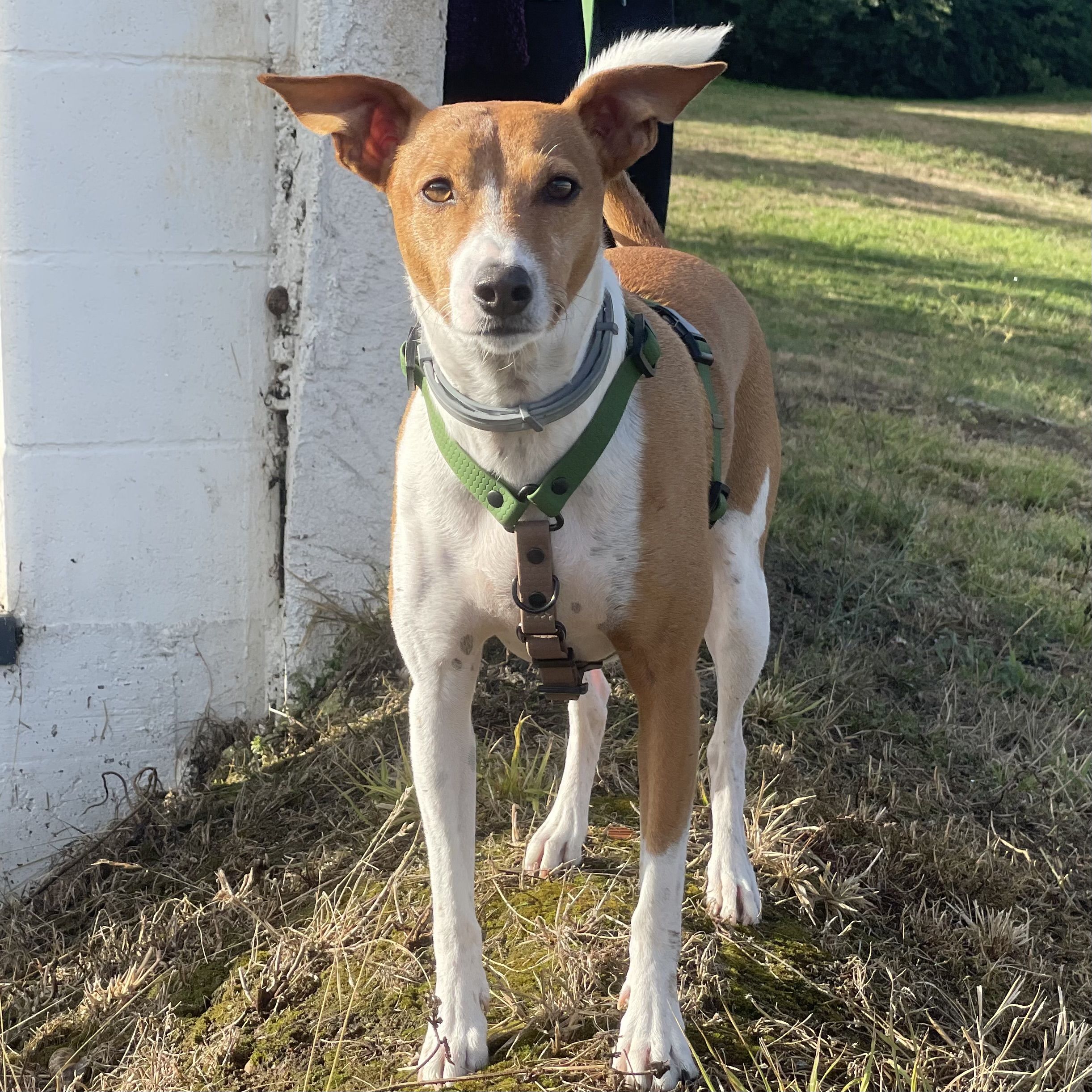 Arnés de PVC - Imagen 6