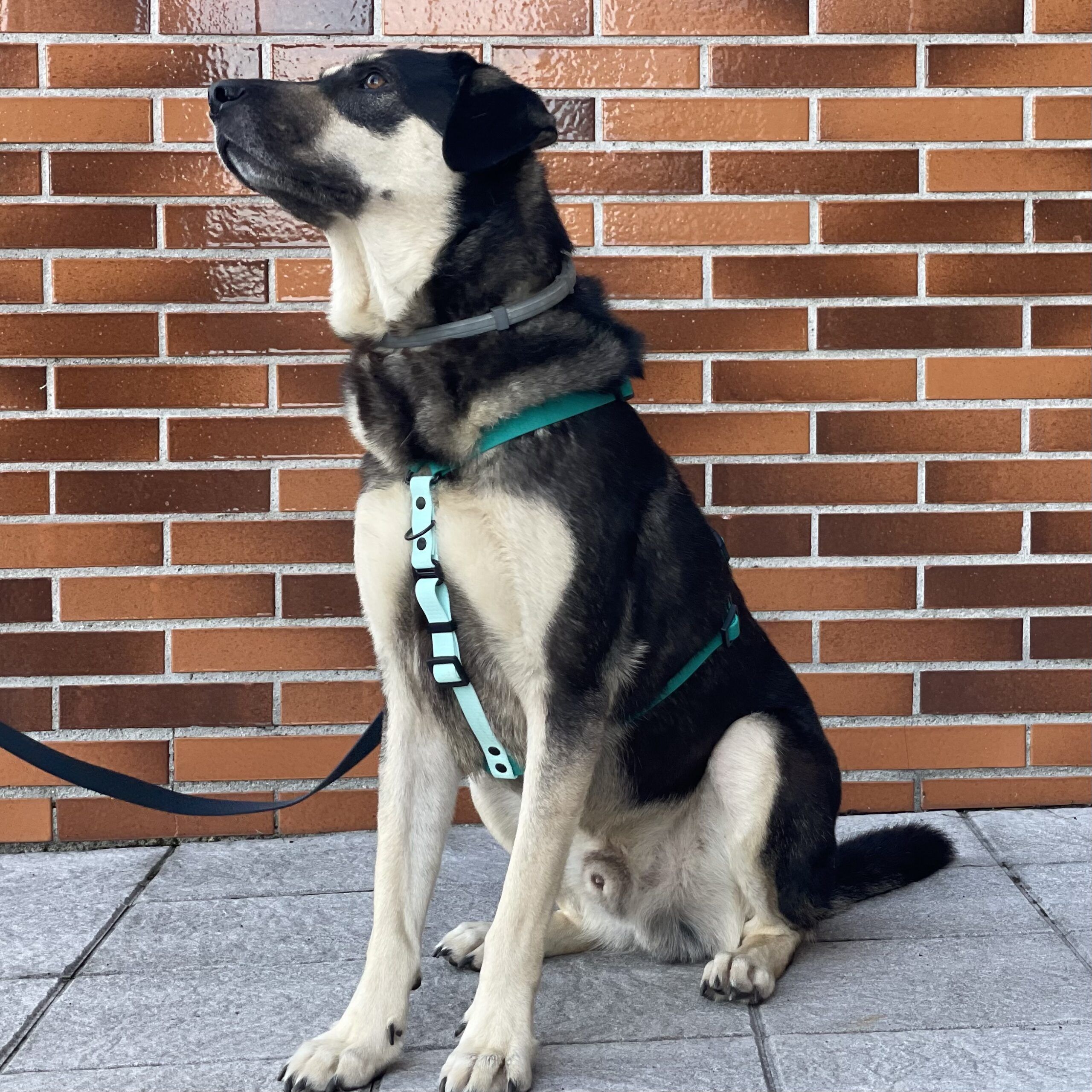 Arnés de PVC - Imagen 11