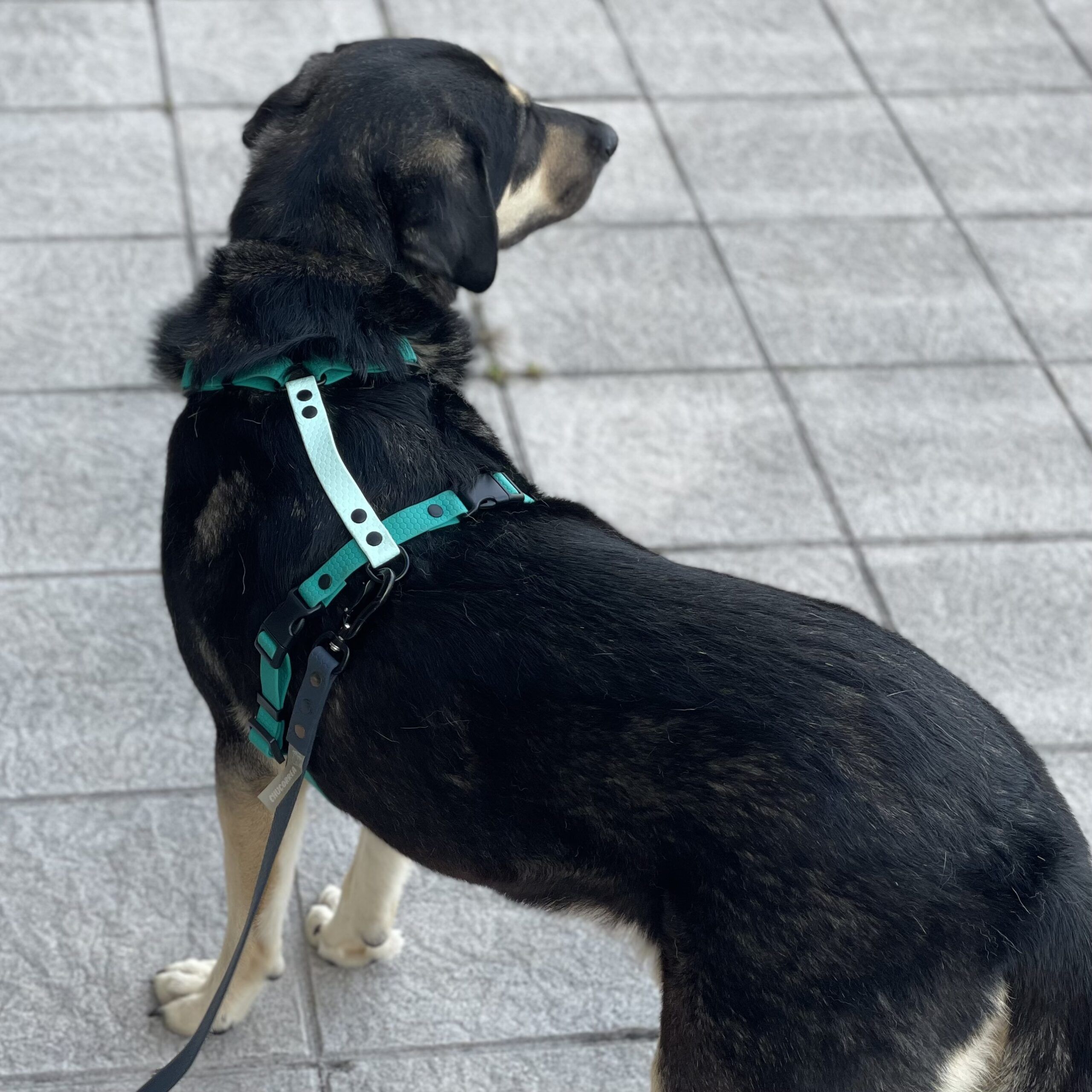 Arnés de PVC - Imagen 10