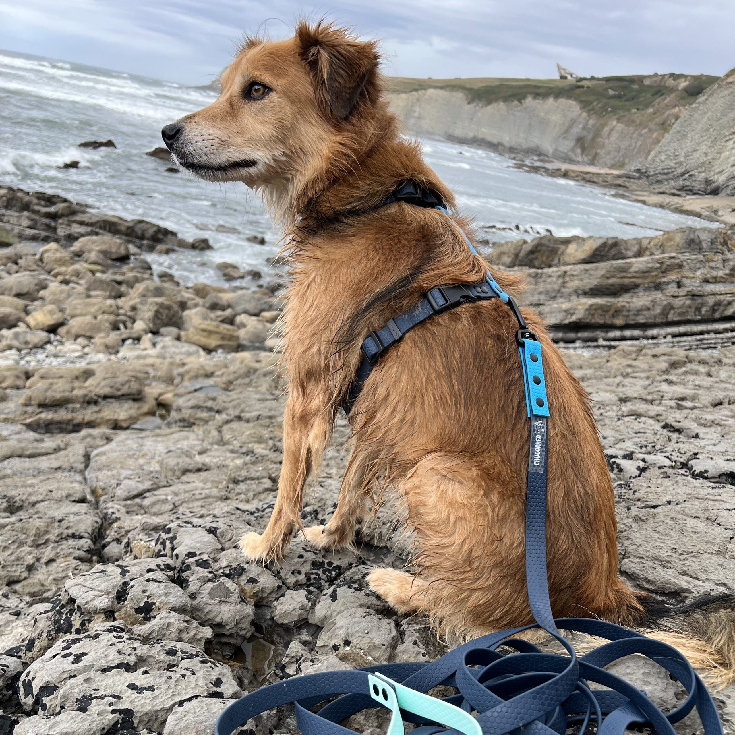 Arnés de PVC - Imagen 5